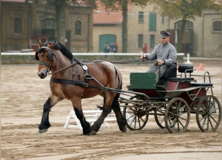 Rhenisch-German Heavy Draft, Stallion, 11 years, 16.1 hh, Brown Falb mold