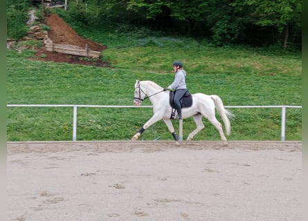 Lipizzan, Étalon, 14 Ans, 158 cm, Gris