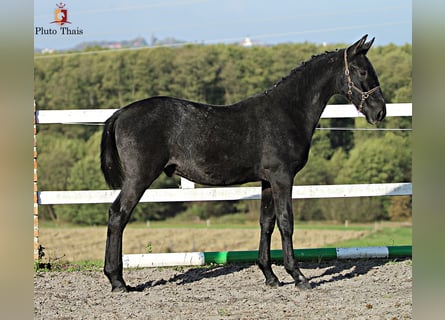 Lipizzan, Étalon, 1 Année, 155 cm, Gris