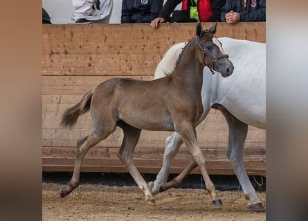 Lipizzan, Étalon, 1 Année, 157 cm, Gris