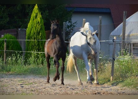 Lipizzan, Étalon, 1 Année, 160 cm, Gris