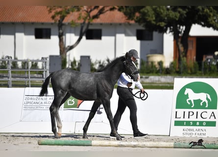 Lipizzan, Étalon, 1 Année, 160 cm, Gris