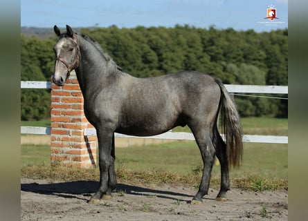 Lipizzan, Étalon, 1 Année, 163 cm, Gris