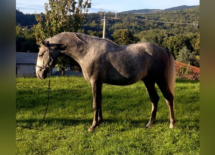 Lipizzan, Étalon, 3 Ans, 153 cm, Gris pommelé