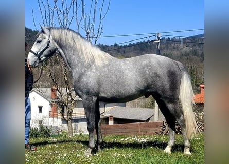 Lipizzan, Étalon, 3 Ans, 155 cm, Gris