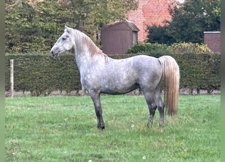 Lipizzan, Étalon, 4 Ans, 159 cm, Blanc