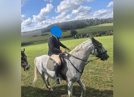 Lipizzan, Hongre, 10 Ans, 164 cm, Gris moucheté