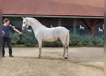 Lipizzan, Hongre, 11 Ans, 155 cm, Gris