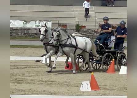 Lipizzan, Hongre, 11 Ans, 160 cm, Blanc