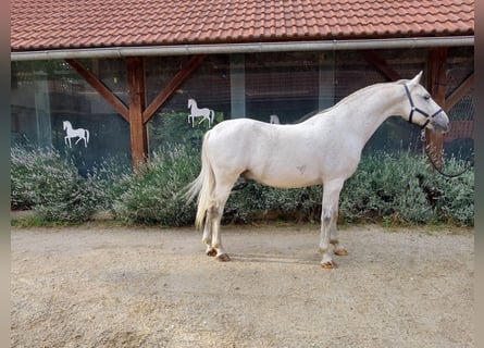 Lipizzan, Hongre, 12 Ans, 155 cm, Gris