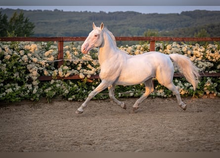 Lipizzan, Hongre, 13 Ans, 160 cm, Gris