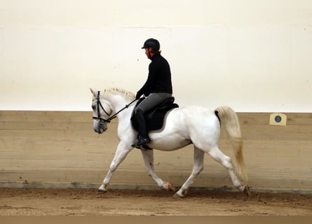 Lipizzan, Hongre, 14 Ans, 155 cm, Gris
