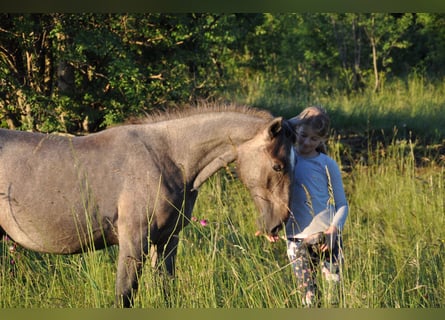 Lipizzan, Hongre, 1 Année, 160 cm, Gris