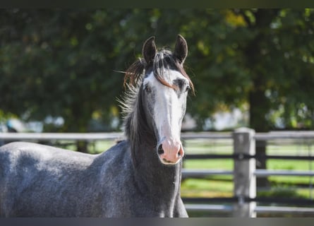 Lipizzan, Hongre, 2 Ans, 150 cm, Gris