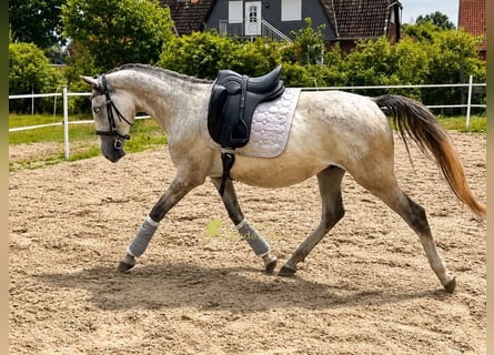 Lipizzan, Hongre, 3 Ans, 149 cm, Gris