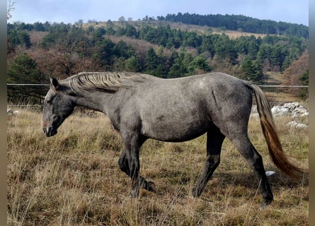 Lipizzan, Hongre, 3 Ans, 155 cm, Gris