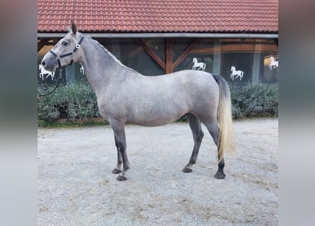 Lipizzan, Hongre, 3 Ans, 160 cm, Gris