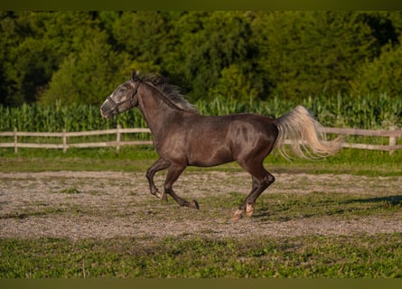 Lipizzan, Hongre, 3 Ans, 160 cm, Gris noir