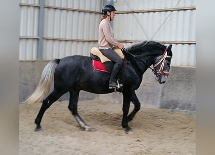 Lipizzan Croisé, Hongre, 4 Ans, 158 cm, Gris pommelé