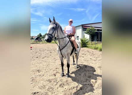 Lipizzan, Hongre, 4 Ans, 163 cm, Gris