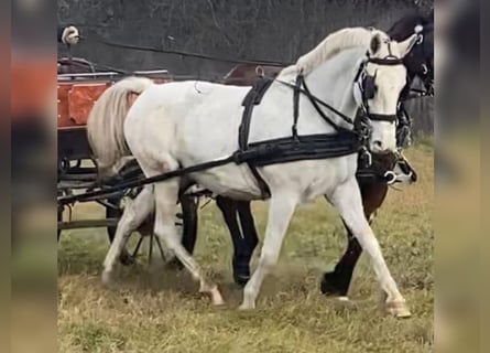 Lipizzan, Hongre, 4 Ans