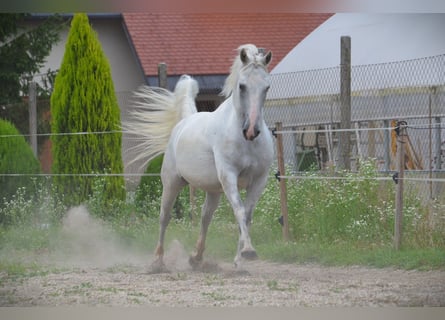 Lipizzan, Hongre, 5 Ans, 145 cm, Gris