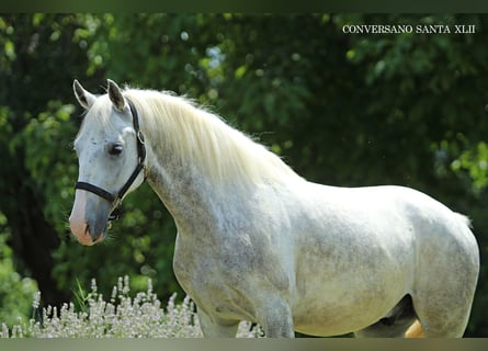 Lipizzan, Hongre, 5 Ans, 147 cm, Gris