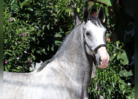 Lipizzan, Hongre, 5 Ans, 158 cm, Gris