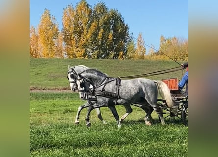 Lipizzan, Hongre, 5 Ans, 160 cm, Gris