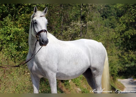 Lipizzan, Hongre, 5 Ans, 162 cm, Gris