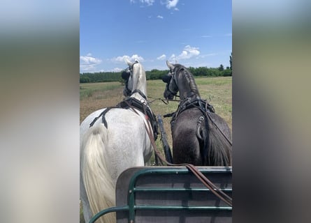 Lipizzan, Hongre, 5 Ans, 164 cm, Gris