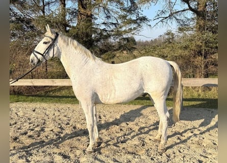 Lipizzan, Hongre, 9 Ans, 147 cm, Gris