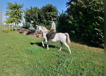 Lipizzan, Jument, 10 Ans, Gris