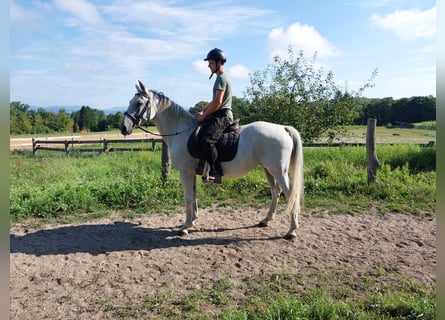 Lipizzan, Jument, 10 Ans, Gris