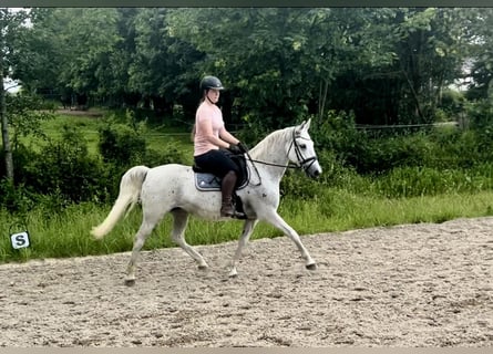 Lipizzan, Jument, 13 Ans, 150 cm, Gris moucheté