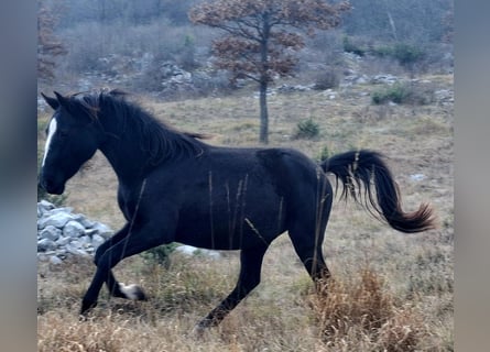 Lipizzan, Jument, 3 Ans, 150 cm