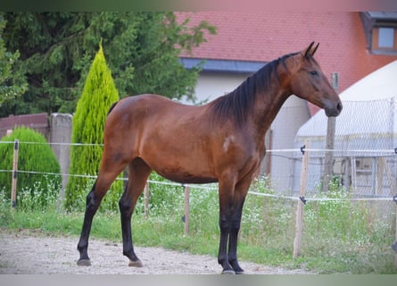 Lipizzan, Jument, 3 Ans, 165 cm, Bai cerise