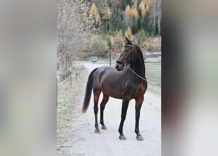 Lipizzan, Jument, 4 Ans, 160 cm, Bai cerise