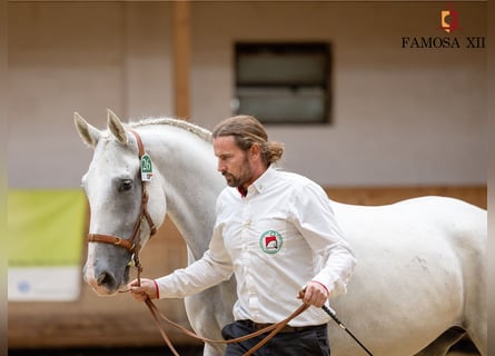 Lipizzan, Jument, 5 Ans, 158 cm, Gris