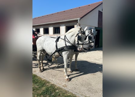 Lipizzan, Jument, 9 Ans, 160 cm, Blanc