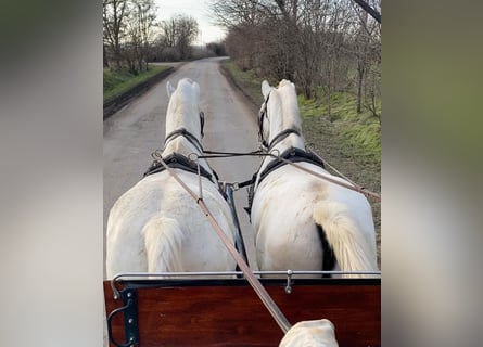 Lipizzan, Jument, 9 Ans, 160 cm, Blanc