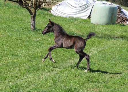 Lipizzan, Jument, , Noir