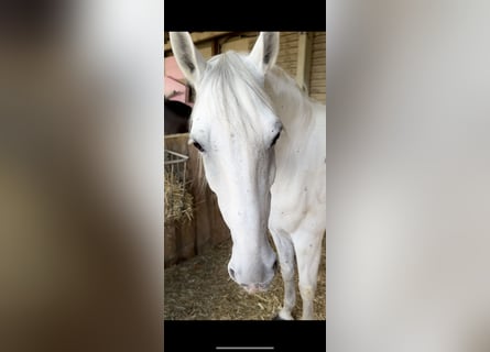 Lipizzaner, Gelding, 10 years, 15,2 hh, Grey