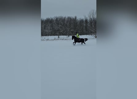Lipizzaner, Gelding, 11 years, 15.2 hh, Roan-Blue