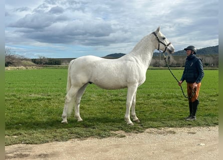Lipizzaner, Gelding, 12 years, 15.2 hh, White