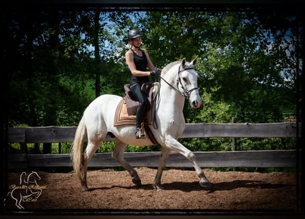 Lipizzaner, Gelding, 15 years, 15.2 hh, Gray