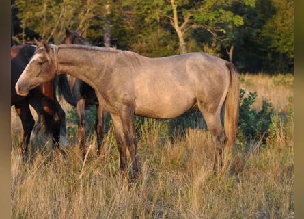 Lipizzaner, Wallach, 2 Jahre, 14,3 hh, Schimmel