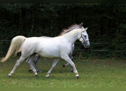 Lipizzaner, Wallach, 2 Jahre, 15,2 hh, Schimmel