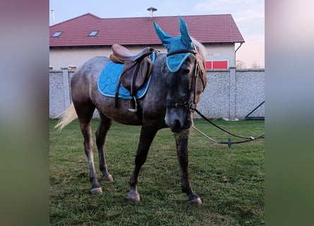Lipizzaner, Gelding, 2 years, 15.3 hh, Can be white