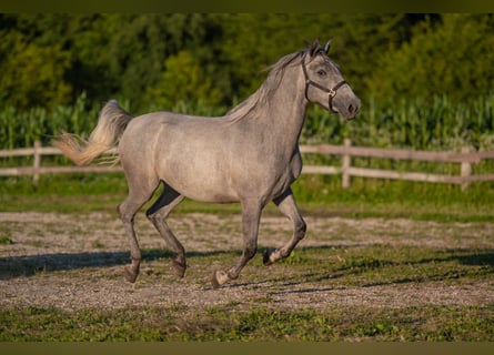 Lipizzaner, Gelding, 3 years, 15,2 hh, Gray